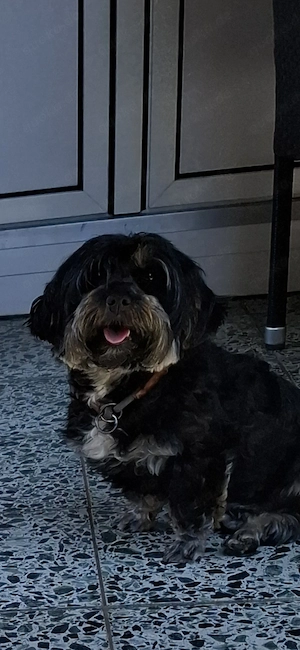 Zuckersüsse Maltipoo Welpen  Bild 2