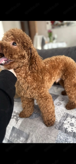 Zuckersüsse Maltipoo Welpen  Bild 8