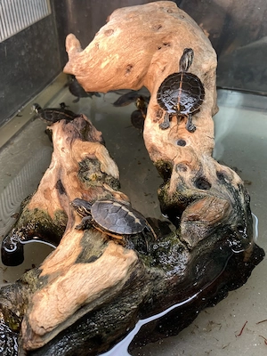 Rückenstreifen Zierschildkröten (Chrysemys picta dorsalis)