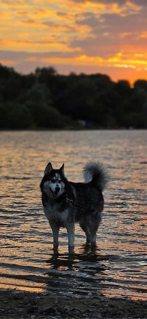 Malamute Husky sucht ein für immer Zuhause