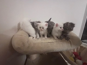 wunderschöne Britisch Langhaar Kitten