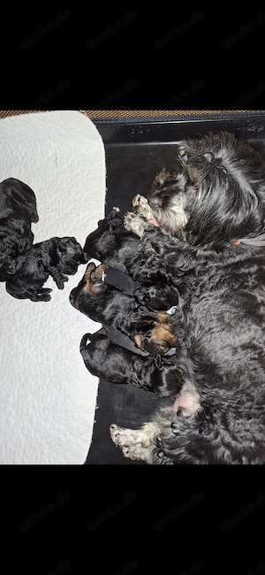 Zuckersüsse Maltipoo Welpen  Bild 7