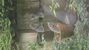 Katzenbaby  nur noch 3 Stück 