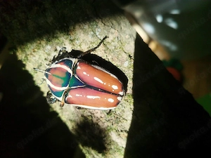 Meccynorhina torquata ugandensis 