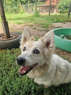 Hanna, 9 Jahre , kastriert