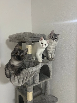Bkh Kitten liebsvoll