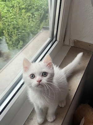 BKH Kitten liebesvoll