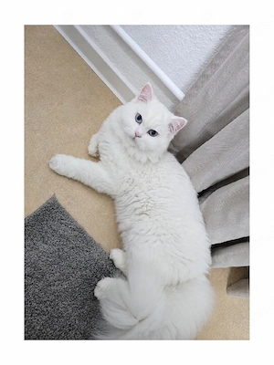 BKH weißer Kater 