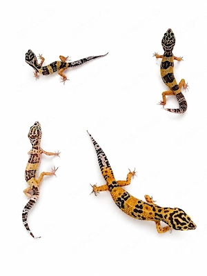 1.3 Leopardgeckos