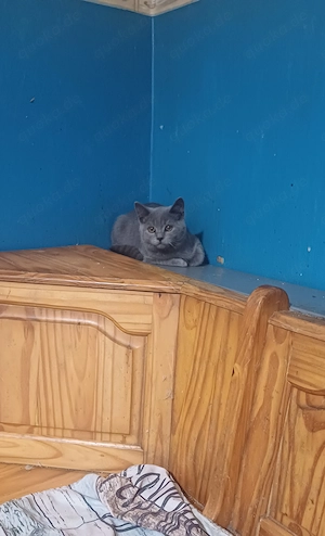 BKh-katerchen in blau 5 Mon.alt, reserviert Bild 3