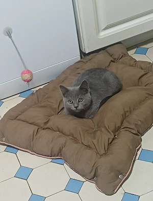 BKh-katerchen in blau 5 Mon.alt, reserviert
