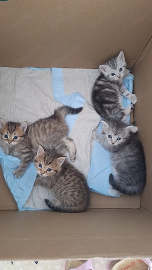 Baby Katzen, Kitten