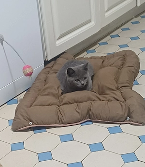 BKh-katerchen in blau 5 Mon.alt, reserviert Bild 4