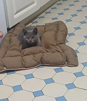 BKh-katerchen in blau 5 Mon.alt, reserviert Bild 5
