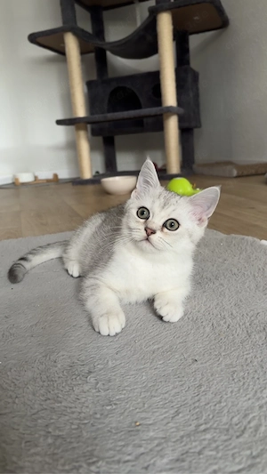 Ein british Kurzhaarkater sucht doch ein liebevolles Zuhause