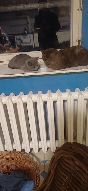 BKh-katerchen in blau 5 Mon.alt, reserviert Bild 6