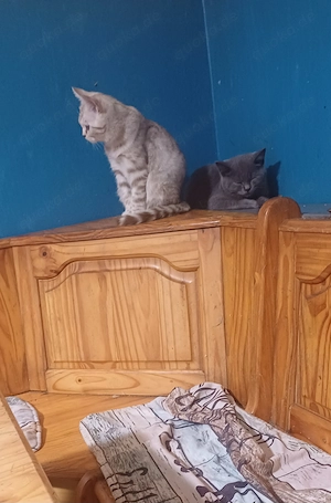 BKh-katerchen in blau 5 Mon.alt, reserviert Bild 2