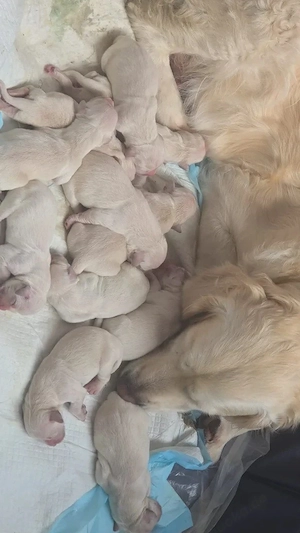 Niedliche und liebenswerte Golden-Retriever-Welpen (männlich und weiblich) suchen ein liebevolles Zu
