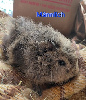 Bunte Meerschweinchen  ..