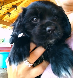 Cavalier king charles - cocker spaniel Welpen 