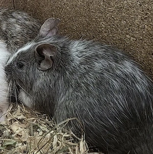 2 degu Jungs 