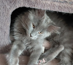Main coon Kater 
