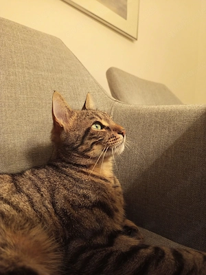  Lieber Kater Pisi sucht ein neues Zuhause mit Freigang   
