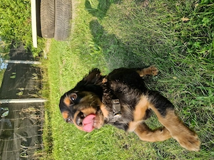 Cocker-Spaniel-Mischling sucht ein Zuhause.   