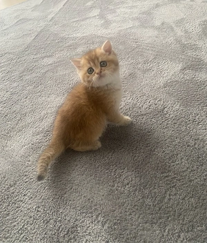 BKH Kitten Bild 3