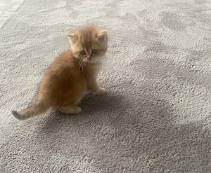 BKH Kitten Bild 2