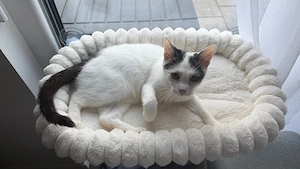 Albus sucht ihr Für-Immer-Zuhause