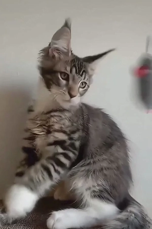 Ein majestätischer Maine-Coon-Junge 