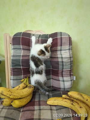 Kätzchen Kater 