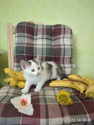 Kätzchen Kater 