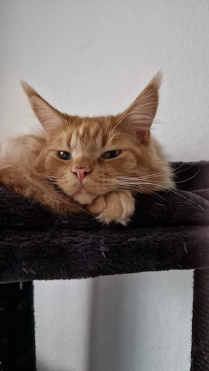 main coon Kater 