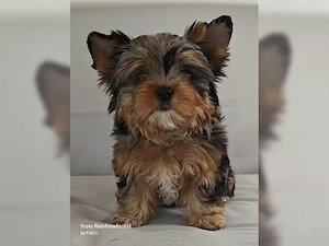 Yorkshire Terrier