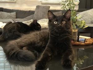 Mix-Kitten suchen ein liebevolles Zuhause