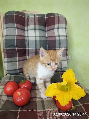 kleiner roter Kater 