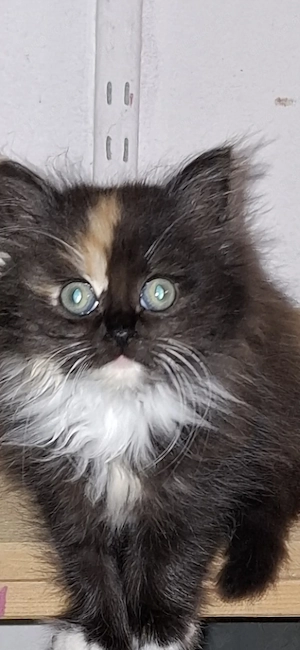 Maine conn  Newada mix Kitten 