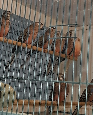 Bourkesittiche und Schönsittiche  Bild 7