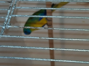Bourkesittiche und Schönsittiche  Bild 8