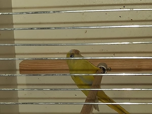 Bourkesittiche und Schönsittiche  Bild 2