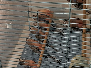 Bourkesittiche und Schönsittiche  Bild 9