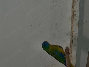 Bourkesittiche und Schönsittiche  Bild 6