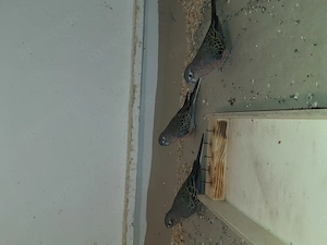 Bourkesittiche und Schönsittiche  Bild 3