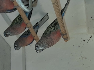 Bourkesittiche und Schönsittiche  Bild 4
