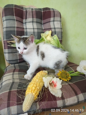 hübscher kleiner Kater  Bild 3
