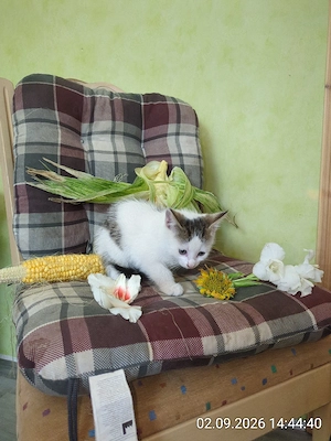 hübscher kleiner Kater  Bild 4