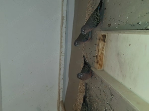 Schönsittiche und Bourkesittiche  Bild 4