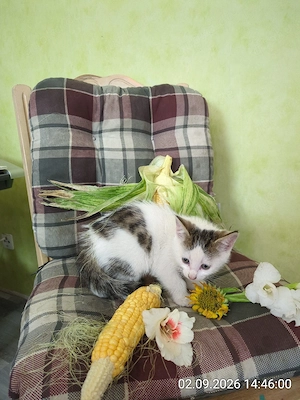 hübscher kleiner Kater  Bild 5